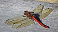 Sympetrum sanguineum.