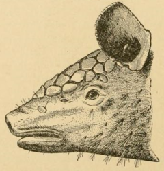 Description de l'image Cabassous centralis (Miller, 1899) head from side.png.