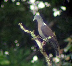 شابلون:Mld Columba delegorguei (cat.)