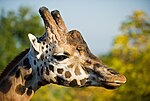 Ossicones of a giraffe