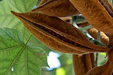 Seed pods