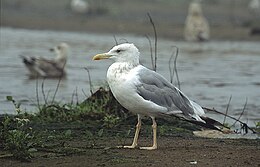 Kaspijinis kiras (Larus cachinnans)