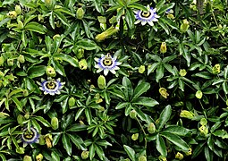 La passiflore bleuâtre est une plante grimpante