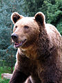 Európai barnamedve (Ursus arctos arctos)