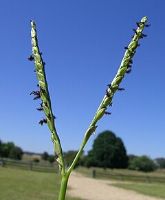 Description de l'image Paspalum distichum flowerhead5 (8250205699).jpg.