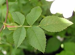 Bladlignende akselblad hos kanelrose Rosa canina