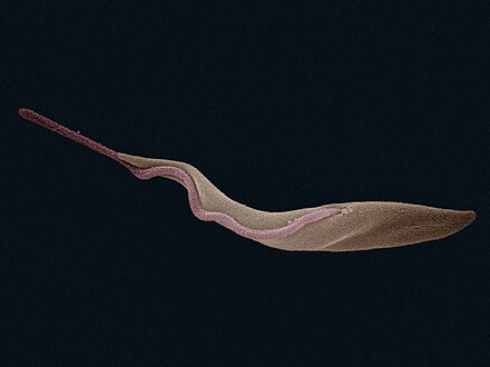 Trypomastigote: False colour SEM micrograph of procyclic form Trypanosoma brucei. The cell body is shown in orange and the flagellum is in red. 84 pixels/μm.