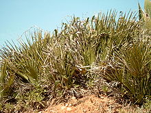 Chamaerops humilis b.jpg