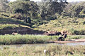 Olifante in die Krokodilrivier by Marlothpark