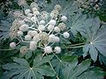 Fatsia japonica