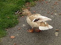 Leucistic female mallard (Anas platyrhynchos)