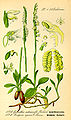 Spiranthes spiralis (links) Illustration in: Otto Wilhelm Thomé: Flora von Deutschland, Österreich und der Schweiz, Gera (1885)