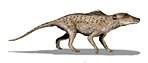 Pakicetus.