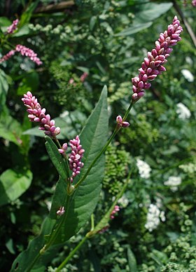 Polygonum persicaria