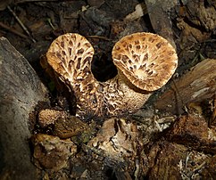 Un polypore écailleux. On aperçoit à gauche quelques coléoptères de l'espèce Diaperis boleti. (définition réelle 3 000 × 2 500)