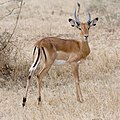 impala, gacela de patas negras (macho)