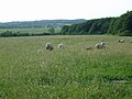 Blick ins Tal der Buckener Au