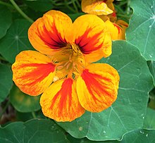 Tropaeolum majus.