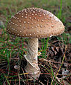 Pantherpilz (Amanita pantherina)