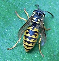 Almindelig gedehams (hveps) Vespula vulgaris