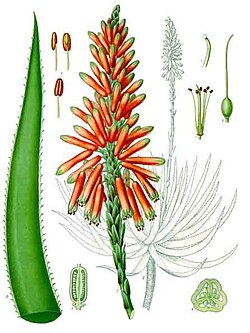 (Aloe succotrina)