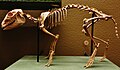 Ricostruzione dello scheletro di Cainotherium