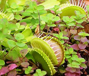 Dionée attrape-mouche (Dionaea muscipula), la plus emblématique des plantes carnivores. (définition réelle 559 × 480)