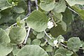 Léčivá Dombeya rotundifolia