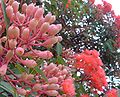 Corymbia ficifolia