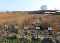 Une oseraie dans la commune de Fayl-Billot (Haute-Marne, en France).