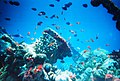 Image 22Coral reefs form complex marine ecosystems with tremendous biodiversity. (from Marine ecosystem)