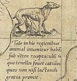 animal text sheet
