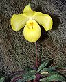 Paphiopedilum armeniacum