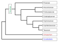 Image 8Phylogeny of the Pinophyta based on cladistic analysis of molecular data. (from Conifer)