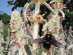 Xylocope violet (Xylocopa violacea) avec quatre pollinies sur la tête (ici butinant une Stachys sp.)