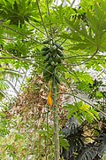 Papayer avec des fruits au jardin botanique de Lyon