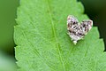 Choreutis sexfasciella (Choreutinae)