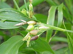 Coix lacryma-jobi, inflorescence.