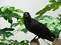 An Indian jungle crow (Daily)
