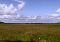 A xuncia é a vexetación típica dos Everglades