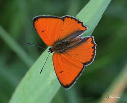 Lycaena dispar-Maschio 1-Piemonte, prov. di Novara.