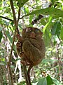 Philippine Tarsier (Tarsius syrichta; mawmag or mamag in Visayan dialect)