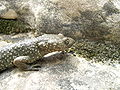 De Pyreneeënbeeksalamander heeft een extreem wrattige huid.