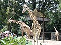 Sekawan zirafah di Zoo Negara, Malaysia.