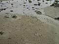 Mictyris / „Soldier crabs“ am Strand