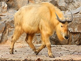 Takin-do-himalaia (Budorcas taxicolor)