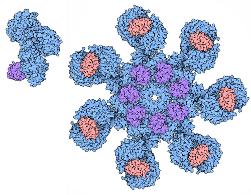 Apoptosome complex structure