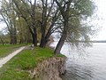 Dunav u Borovu