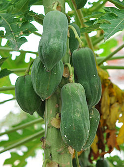 Papayes sur un papayer (Carica papaya). (définition réelle 1 708 × 2 296)