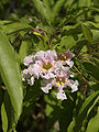 Catalpa longissima